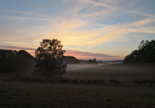 good morning, french countryside, gite des papillons, holidays in Limoge, Limoge gites